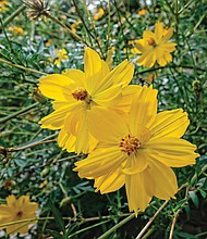 Baby Sun coreopsis in The Fan (Sandra Sellars/Richmond Free Press)