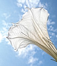 Trumpet flower in West End (Sandra Sellars/Richmond Free Press)