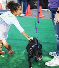 Making a new friend - Kaya Wagner of Varina gives Pickles, the French bulldog, a friendly back scratch last Saturday at the Richmond Dog Festival in Chimborazo Park. The event, hosted by Enrichmond, was to generate donations to go to Friends of Chimborazo Park to help clean and maintain the dog park in Church Hill.