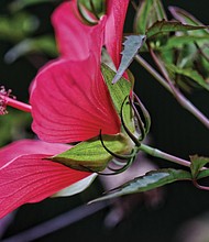 Hibiscus in North Side