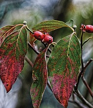 Changing foliage in North Side (Sandra Sellars/Richmond Free Press)