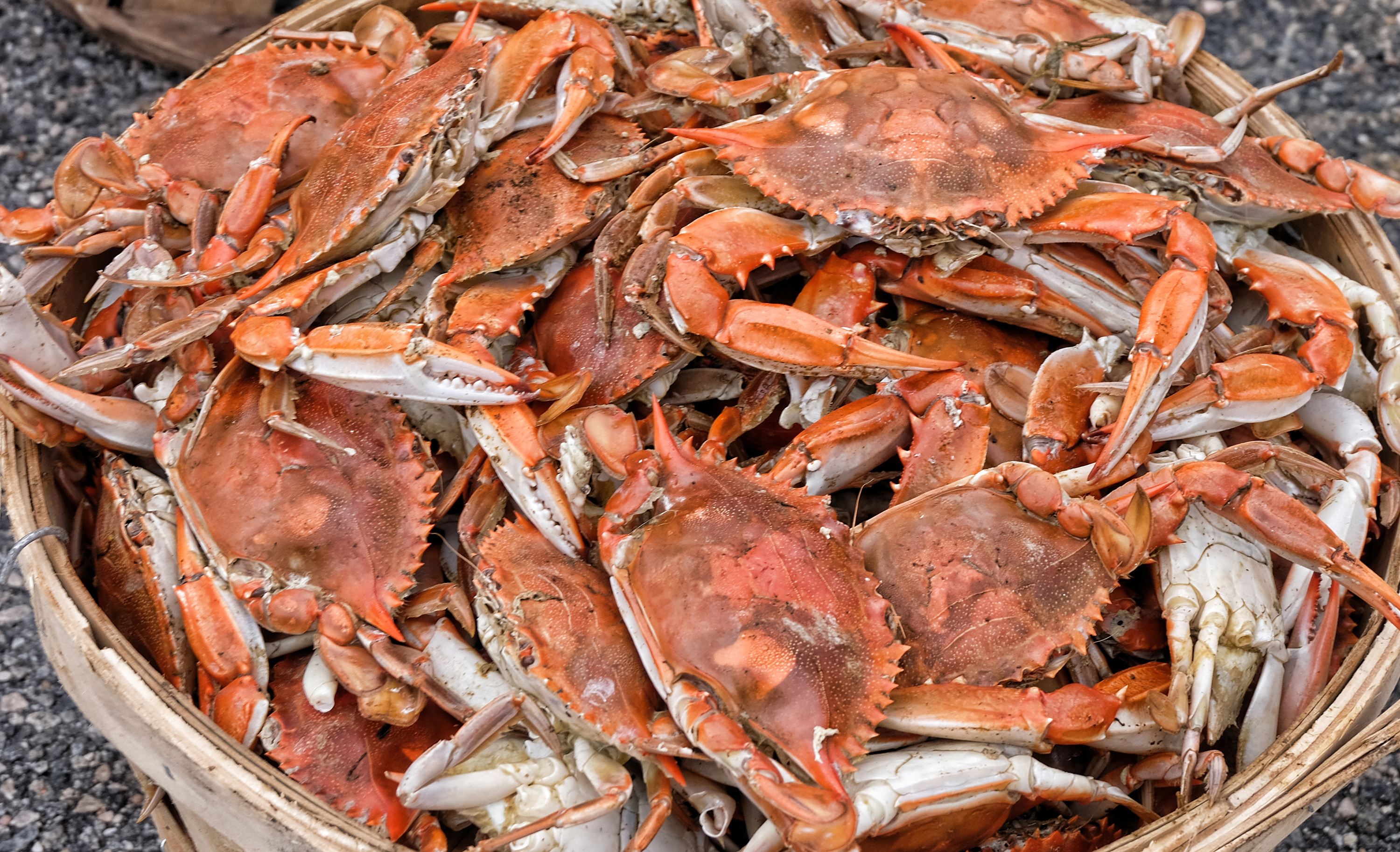 Crab fest outlet