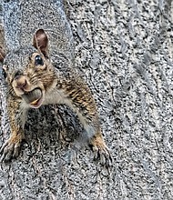 Camouflaged squirrel in West End (Sandra Sellars/Richmond Free Press)