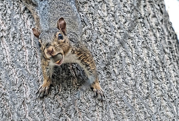 Camouflaged squirrel in West End (Sandra Sellars/Richmond Free Press)