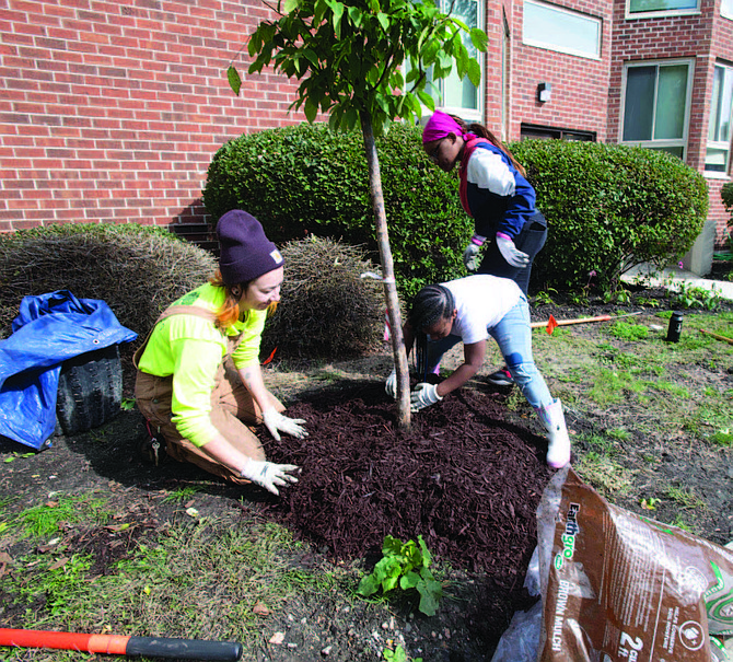 Dozens of trees were recently planted at the Greenwood Park Apartments as one of the final touches on a $12 million renovation project. Photo Credit: Preservation of Affordable Housing