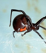 Black widows