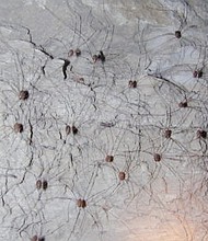 Daddy longlegs