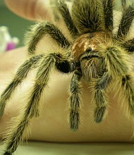 Tarantulas