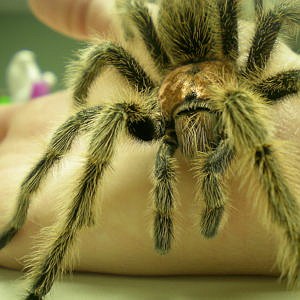 Tarantulas