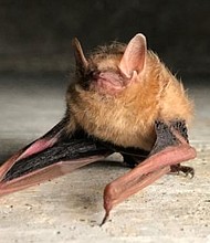 bat