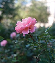 Rose in downtown
