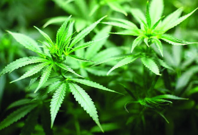 The Illinois Department of Agriculture (IDOA) recently approved two cultivation centers to grow cannabis for adult-use purposes in advance of adult-use cannabis becoming legal on January 1, 2020.