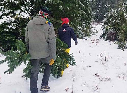 Picking out your own Christmas tree with a journey to the woods can be great experience for the whole family. Picking out your own Christmas tree with a journey to the woods can be great experience for the whole family.
