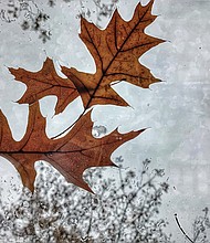 Leaves in West End