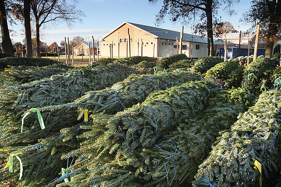 Now that the holiday has come and gone, Christmas tree recycling has begun in the Richmond area. The Richmond Department ...