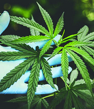 Currently, only cultivation centers licensed to grow medical marijuana can apply for early approval adult-use growth. Social equity applicants will have additional opportunities to apply for cultivation center licenses in an upcoming phase.