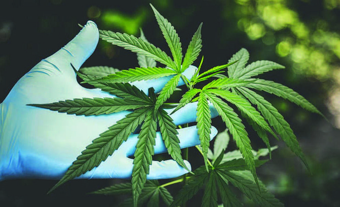 Currently, only cultivation centers licensed to grow medical marijuana can apply for early approval adult-use growth. Social equity applicants will have additional opportunities to apply for cultivation center licenses in an upcoming phase.