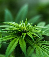 Even though recreational marijuana is now legal in Illinois, purchases are limited to 30 grams for Illinois residents and 15 grams for non-residents.