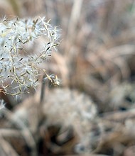 Ornamental grass in Northside