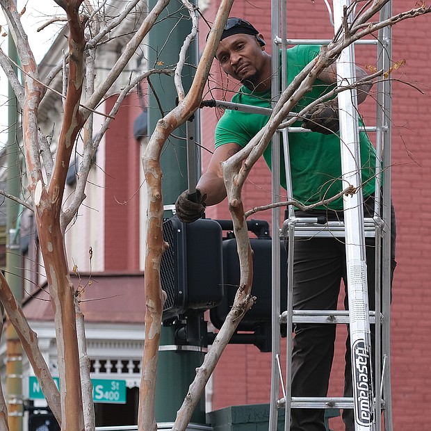 Winter is pruning time, and landscaper George Crump takes advantage of a recent unseasonably warm day to get some pruning done. He is cutting branches of a tree at the corner of Marshall and Adams streets in Jackson Ward.