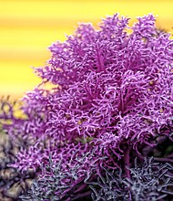 Ornamental kale on South Side