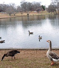 Ducks and geese walk and swim past signs posted at Swan Lake in Byrd Park that seek to educate human visitors on why they should not indulge in a popular pastime — feeding the waterfowl. One big concern is that feeding them “people food” like bread, crackers and other items high in carbohydrates can damage their health, experts note.