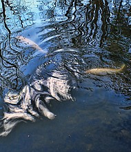 A pond near Japanese Garden at Maymont