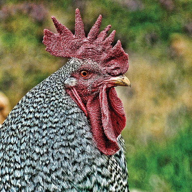 A rooster in Henrico