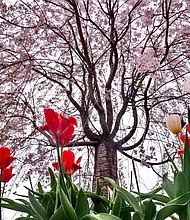 Tulips in the West End