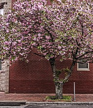 Flowering crabapple tree in Jackson Ward