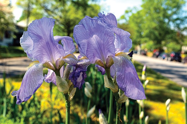 Irises In North Side