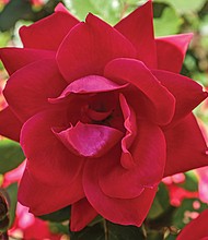 Rose in the East End