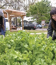 Deneen Tyler, left, and Marcella Lee pick kale.