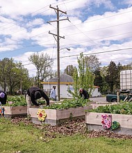 A bevy of volunteers work to weed and produce a bountiful harvest of vegetables at the Broad Rock Community Garden located at the intersection of Broad Rock Road and Stockton Street in South Side. The effort is part of the Resiliency Garden project under the coalition Beautiful RVA to increase access to healthy foods in an area that had been designated as a food desert by the U.S. Department of Agriculture. The City of Richmond provided the land as a Richmond Grows Gardens site, with the Ginter Urban Gardeners building the raised beds, an outdoor kitchen, play area for children and rainwater containers to use to water the crops. Duron Chavis, this week’s Free Press Personality, and Happily Natural are part of the coalition.