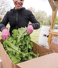 Briana Stevenson, manager of the garden, boxes the kale.