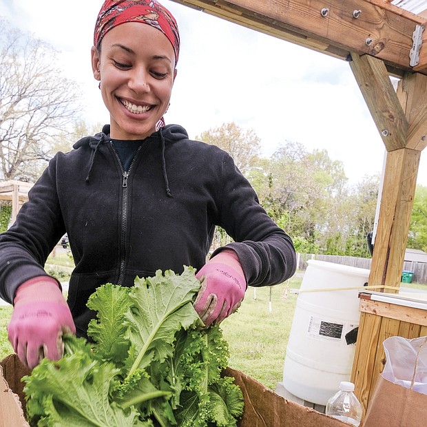 Briana Stevenson, manager of the garden, boxes the kale.