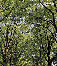 Tree line stands tall in North Side