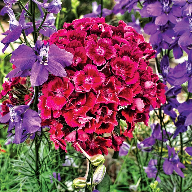 Colorful garden phlox in the West End