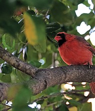 Colorful cardinal in the West End