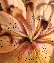 Day Lilly in the West End