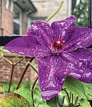 Rain-kissed clematis in North Side