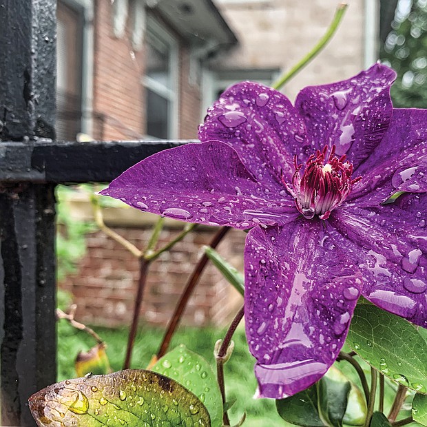 Rain-kissed clematis in North Side