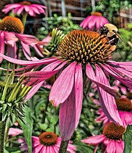 Cone flower in North Side