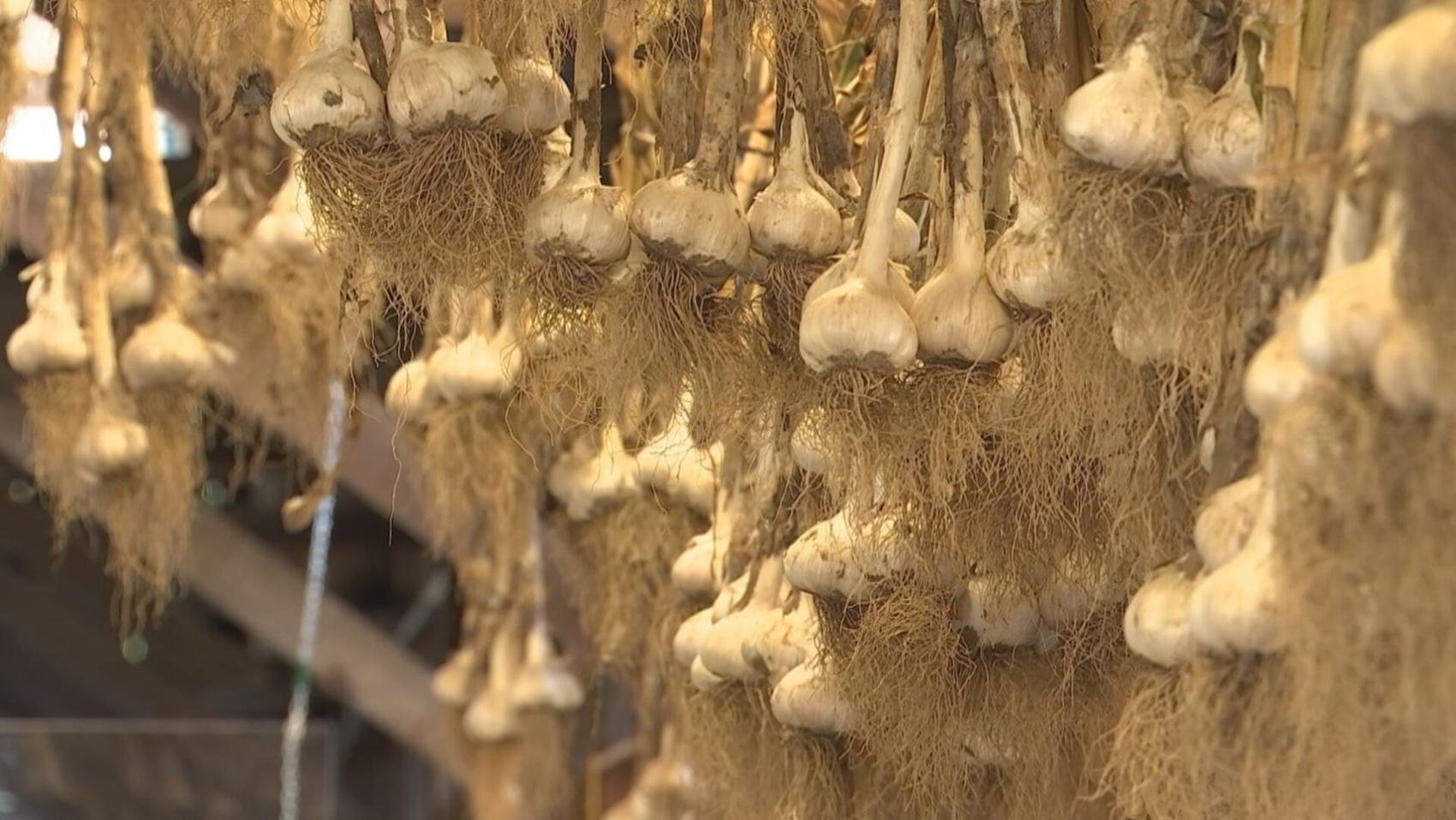 Granby farm rebounds from bad ice storm with garlic bumper crop