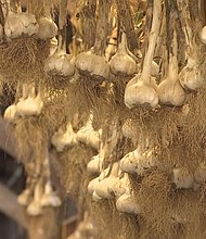 The Garlic Farm in Granby said it had a nice crop of garlic for the 2020 season./Credit:	WFSB