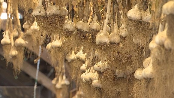 A garlic farmer in Granby is enjoying the sweet, potent scent of success. Gary Cirullo of The Garlic Farm said …