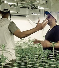 Billing itself as the "first-ever cannabis business competition television series, "The Next Marijuana Millionaire" features 16 "budding entrepreneurs" competing to win $1 million and a chance to partner with Straumietis./Credit:	Anderson Group Public Relations