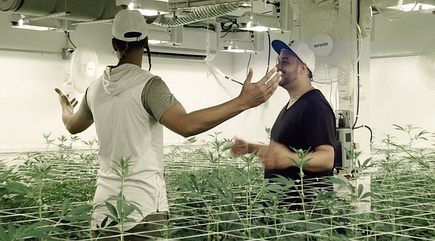 Billing itself as the "first-ever cannabis business competition television series, "The Next Marijuana Millionaire" features 16 "budding entrepreneurs" competing to win $1 million and a chance to partner with Straumietis./Credit: Anderson Group Public Relations