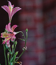 Peruvian lily in the West End