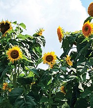 Sunflowers at Shalom Farm in North Side